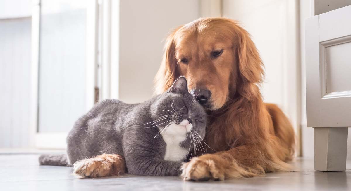 La enfermedad silenciosa que afecta a muchos perros y gatos.