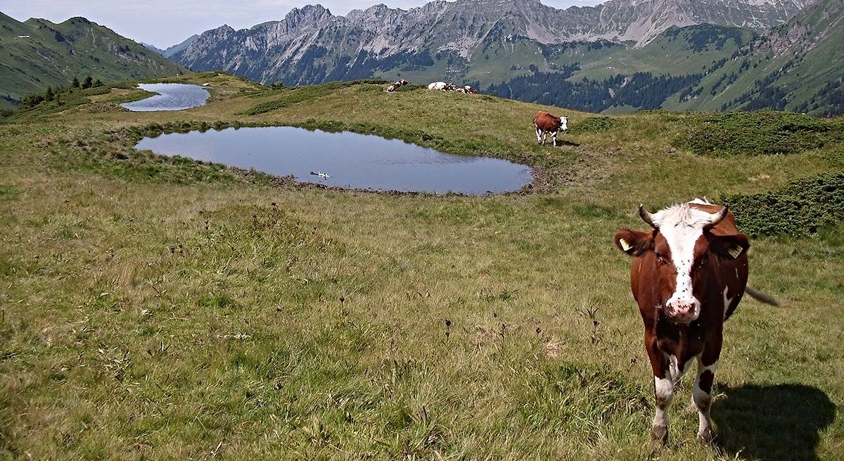 Una vaca en los Alpes / EP