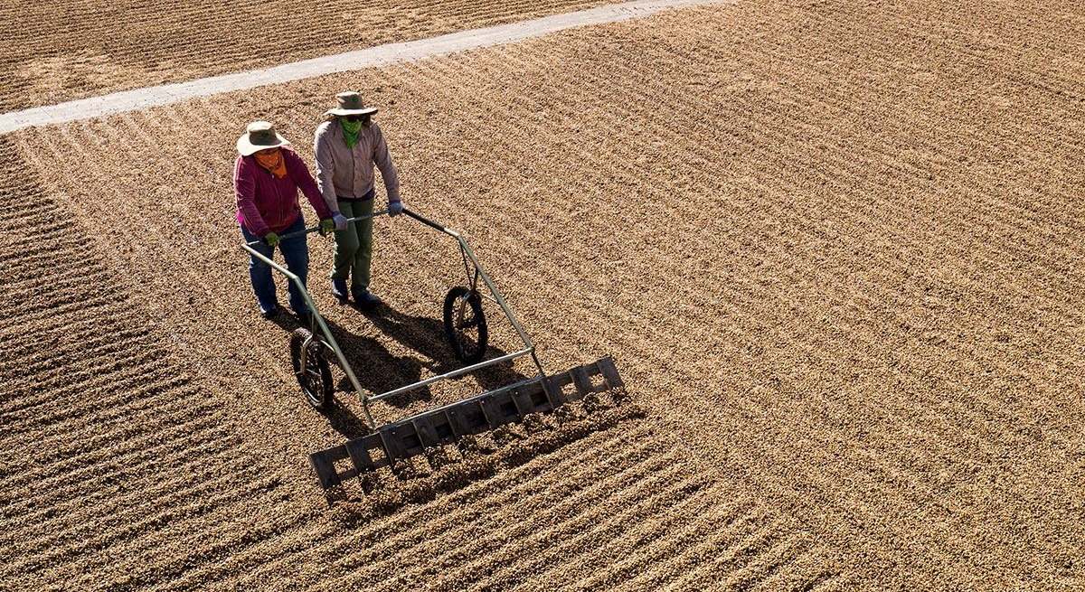 La crisis climática representa un riesgo para la producción de café y las comunidades que dependen de su cultivo.