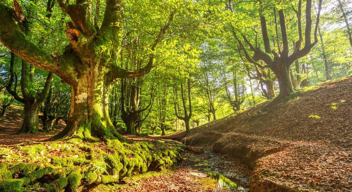 Parque natural de Gorbea con árboles en otoño