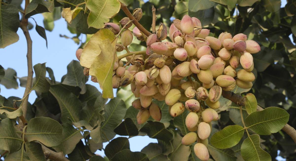 Arbol-de-pistachos--iStock.jpg