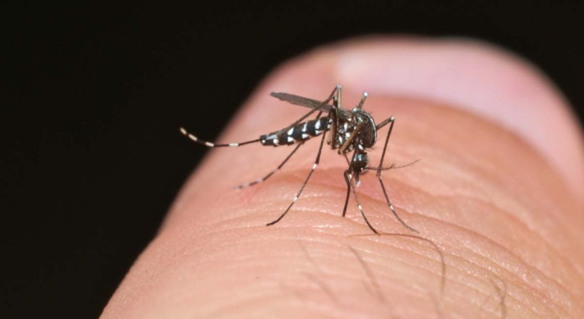 Mosquito tigre.