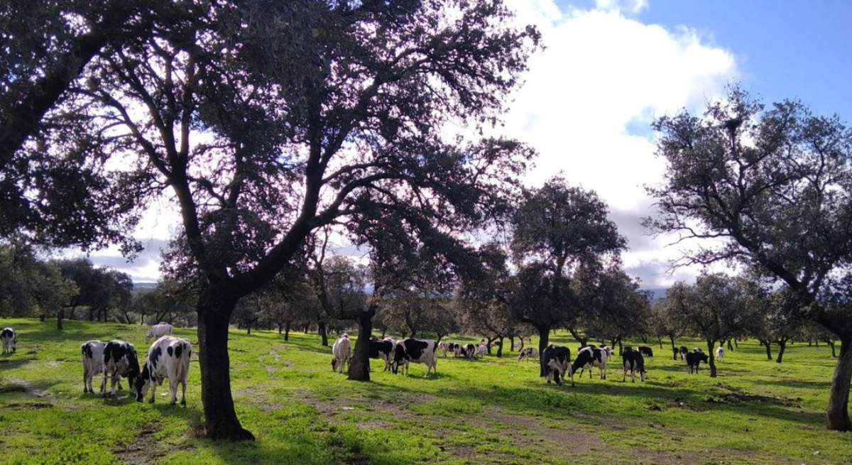 covap-vacas.jpg