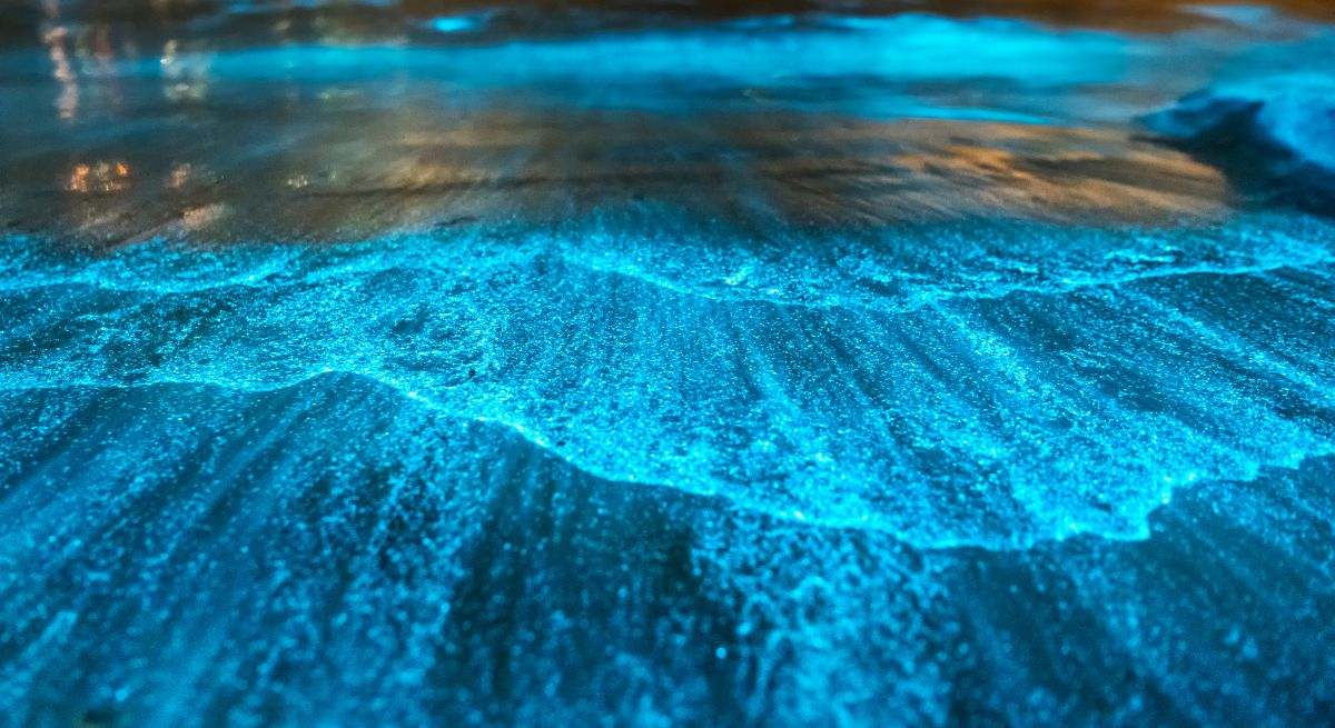 Regresa el Mar de Ardora a la costa de Galicia: un espectáculo bioluminiscente que se podrá disfrutar en estas playas