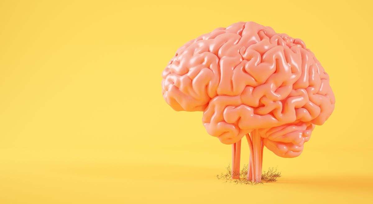 El cerebro es la estructura principal responsable de la coordinación y del control del organismo