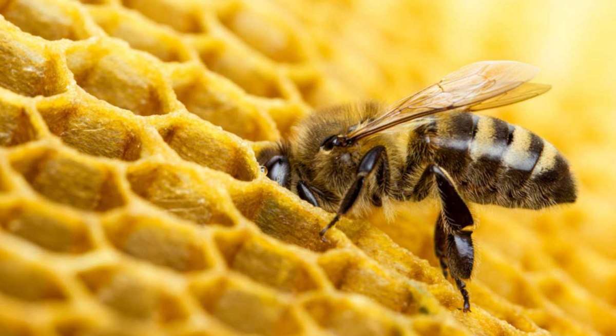 abeja1.jpg