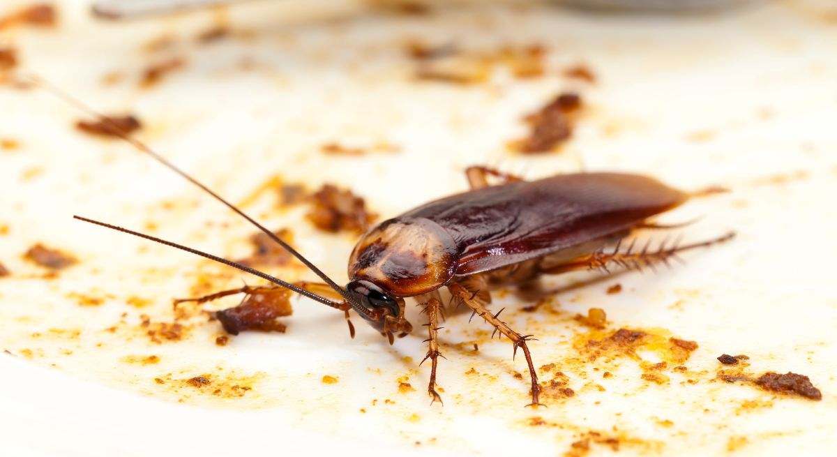 Una cucaracha en la cocina