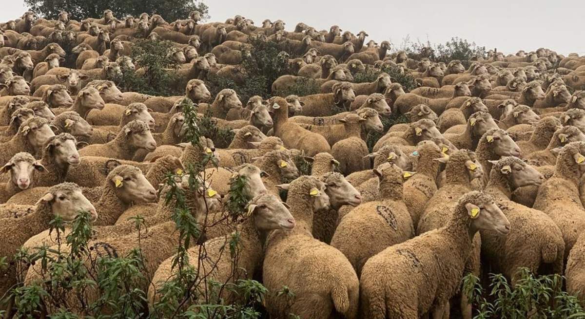 ovejas