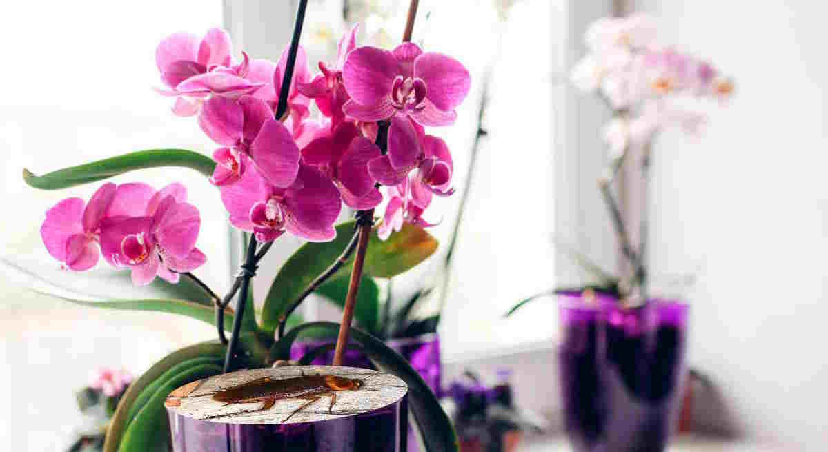 Plantas que atraen a las cucarachas