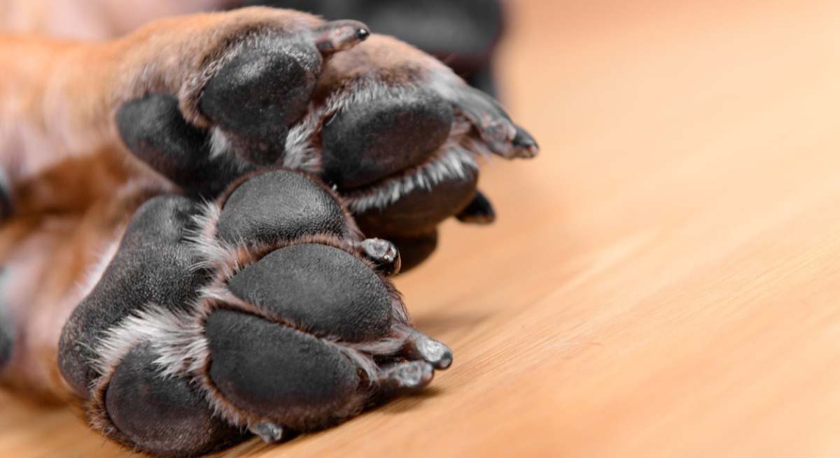 Almohadillas de perro.