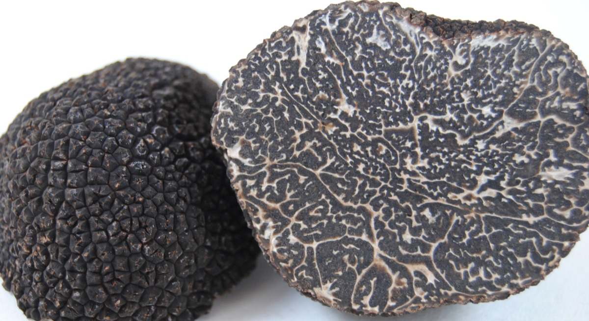 trufa negra aragon