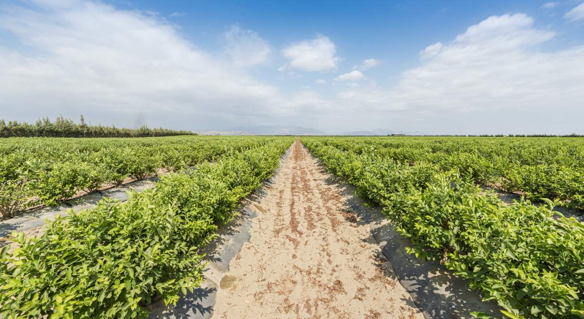 peru-campo-arandano-istock.jpg