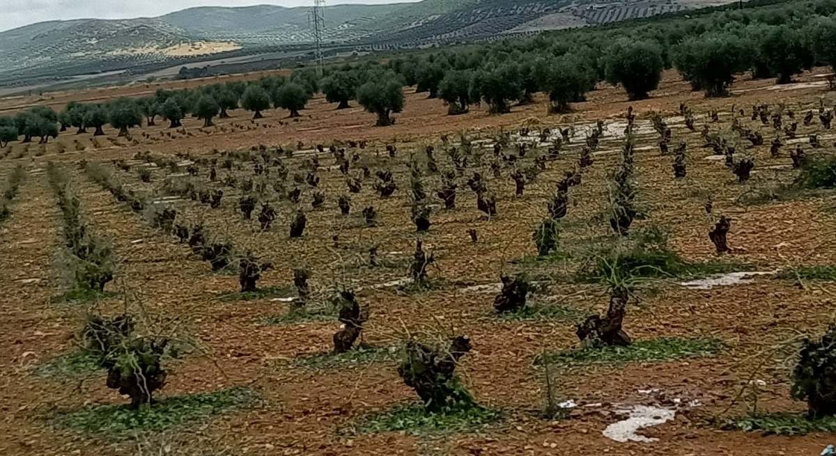 agricultura ecológica