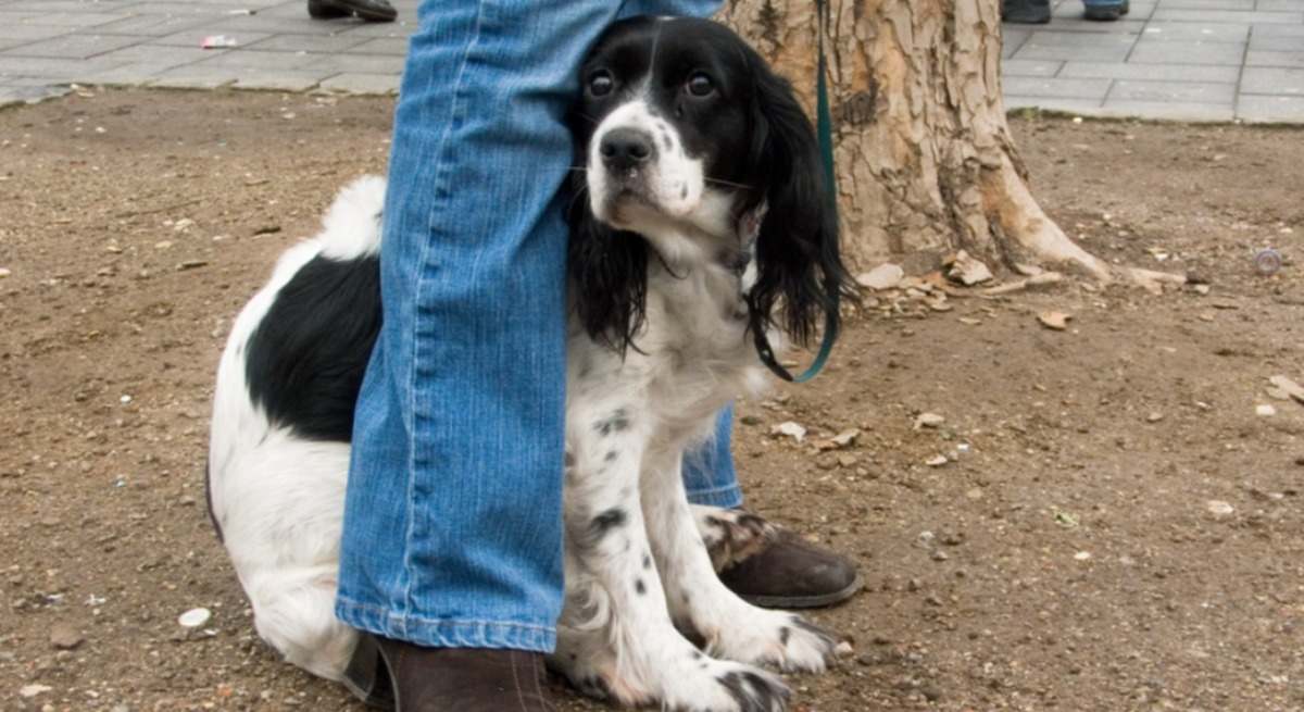 Un perro se muestra asustado. / Foto: iStock