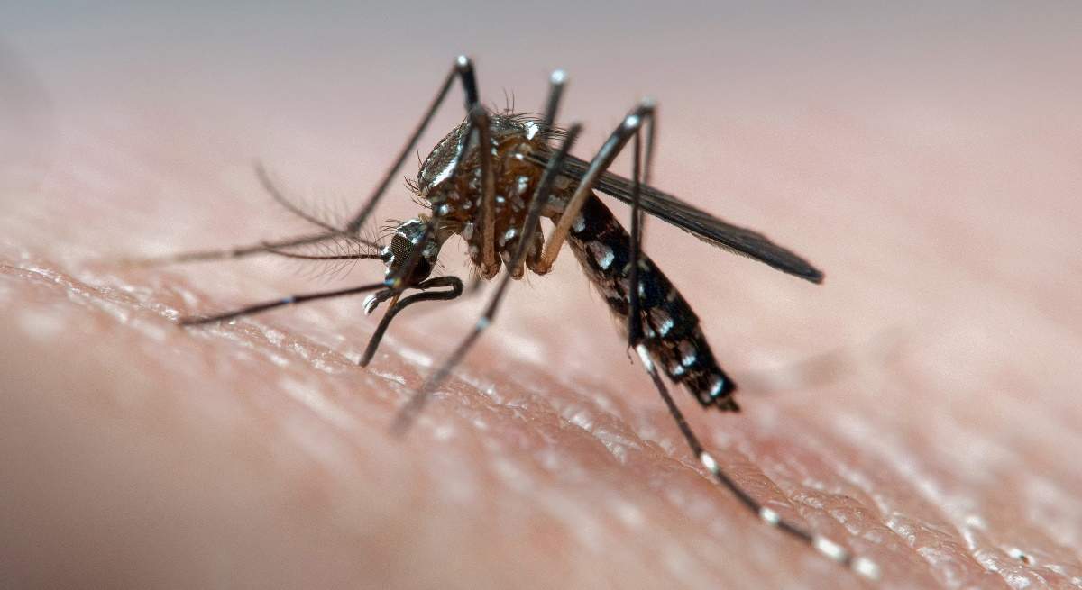 mosquitooo.jpg