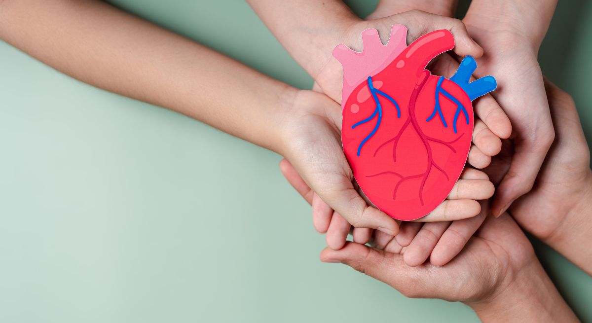 El corazón es el principal órgano del aparato circulatorio humano