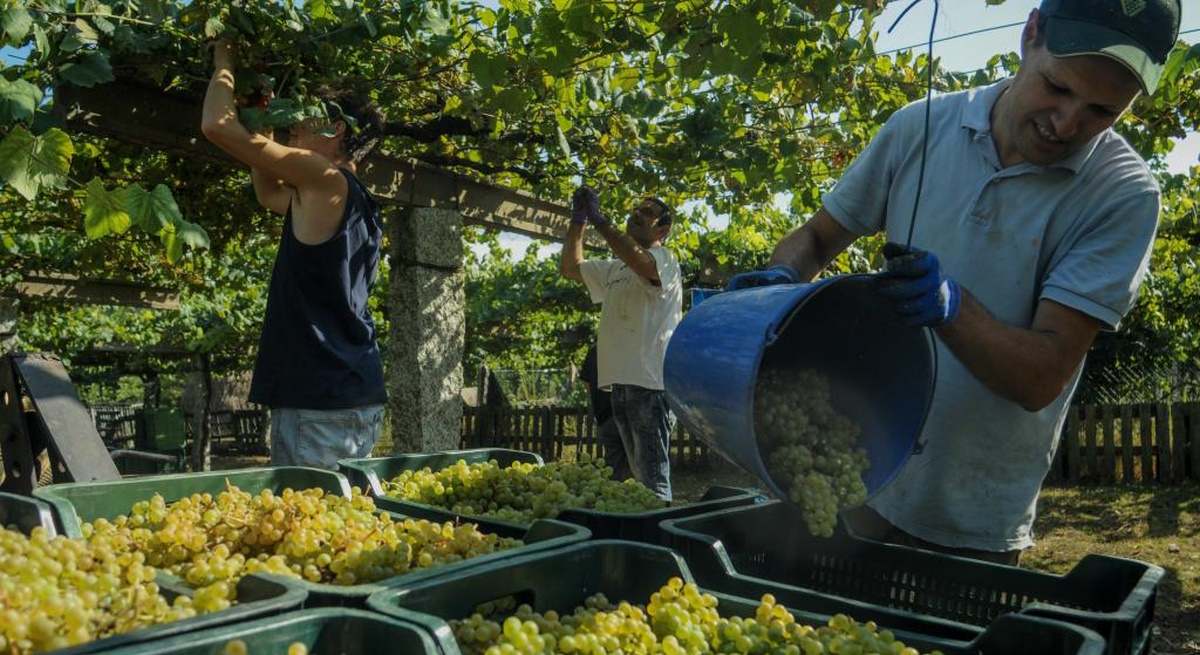 Trabajadores en plena vendimia gallega.