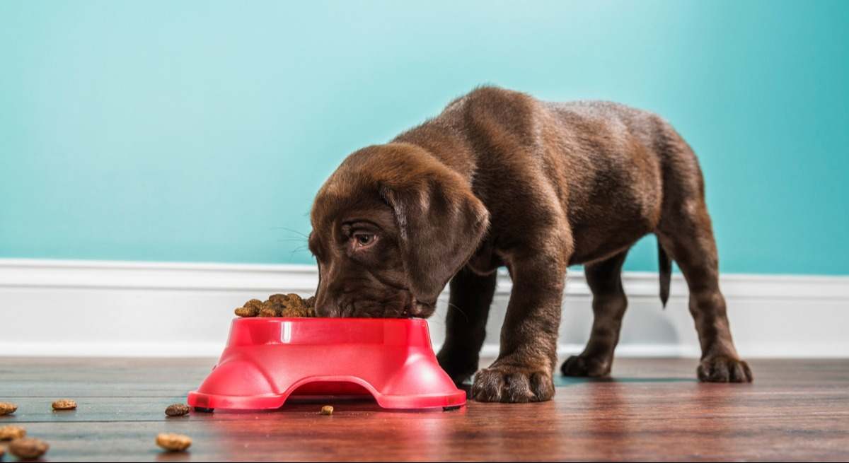perro-comiendo