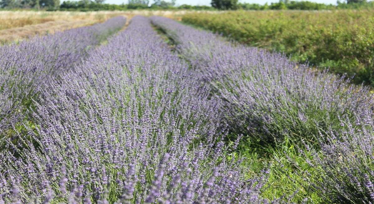 20230615--cultivo_ecologico_lavanda.jpg