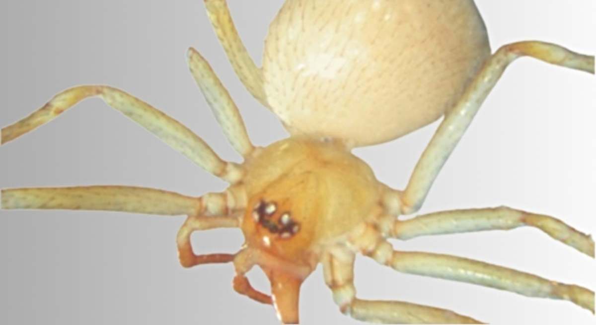 La araña Howaia mogera ya está en España / EP