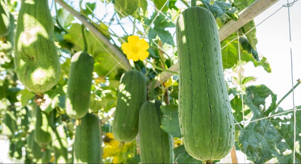 Cultivo de lufa.