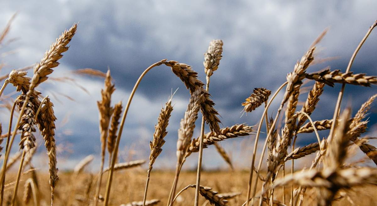 campo-trigo-ucrania-europapress-ep.jpg