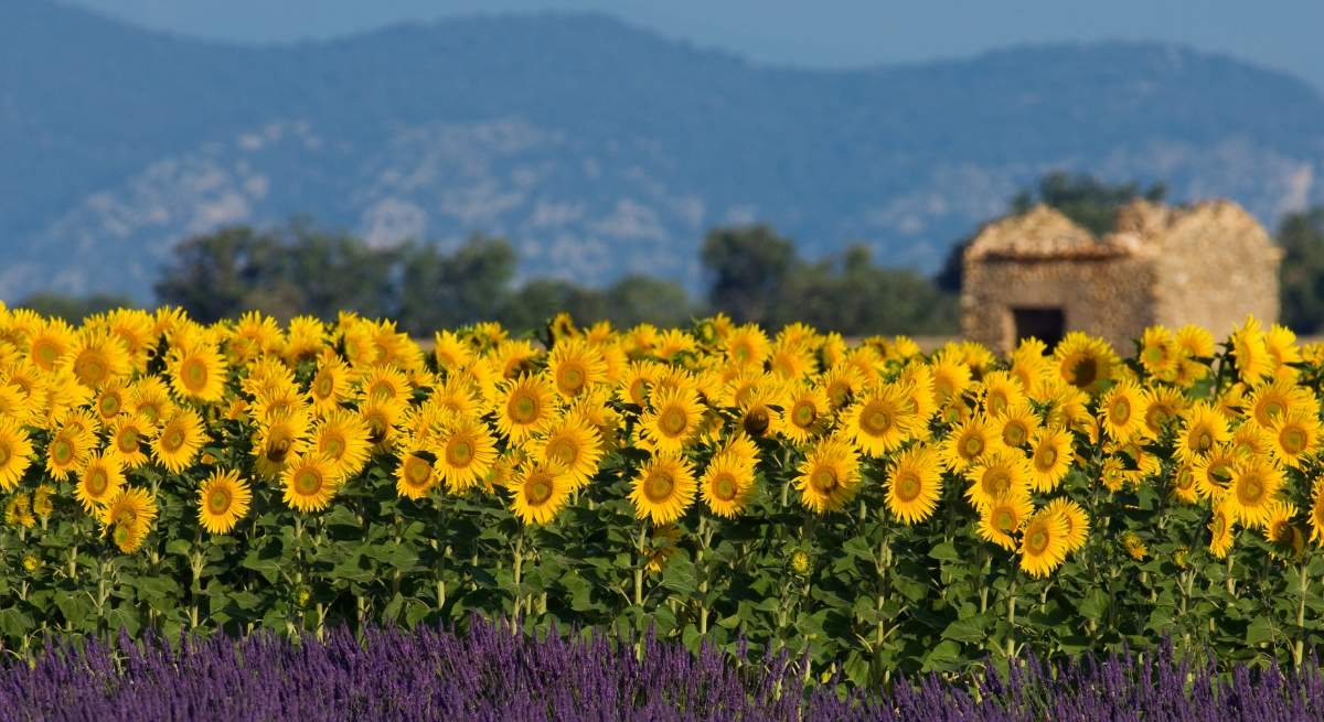 girasoles-cultivo-dreamstime.jpg