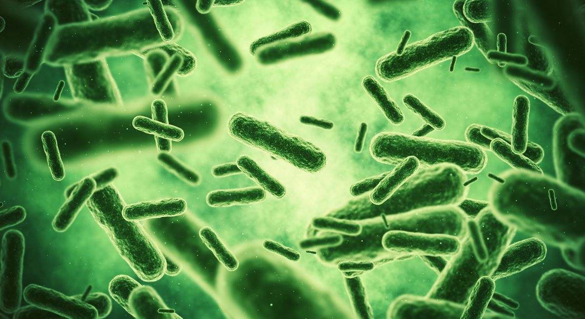 El fantasma del gen npmA2 se propaga por hospitales y granjas: capacidad para crear "superbacterias" imposibles de tratar