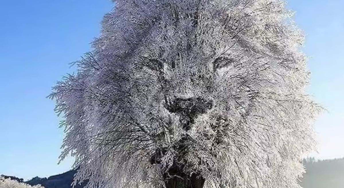 Ilusión óptica de árbol o león