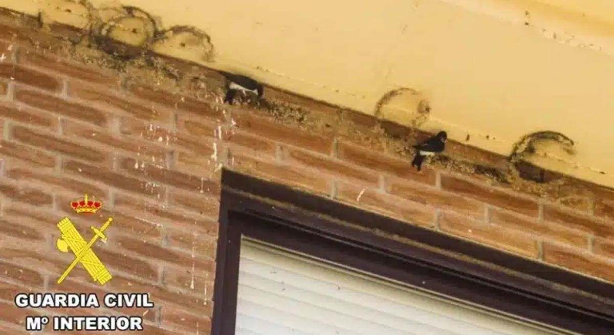 Nidos de golondrina destruidos