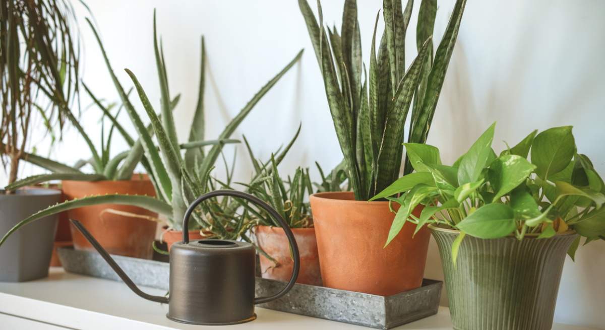 plantas-interior.jpg