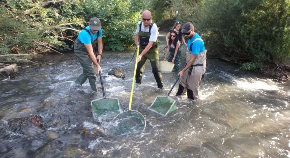 Un equipo trabaja en la protección de la anguila europea