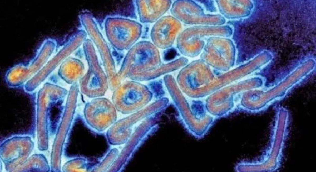 Virus Margubo. / Foto: EP