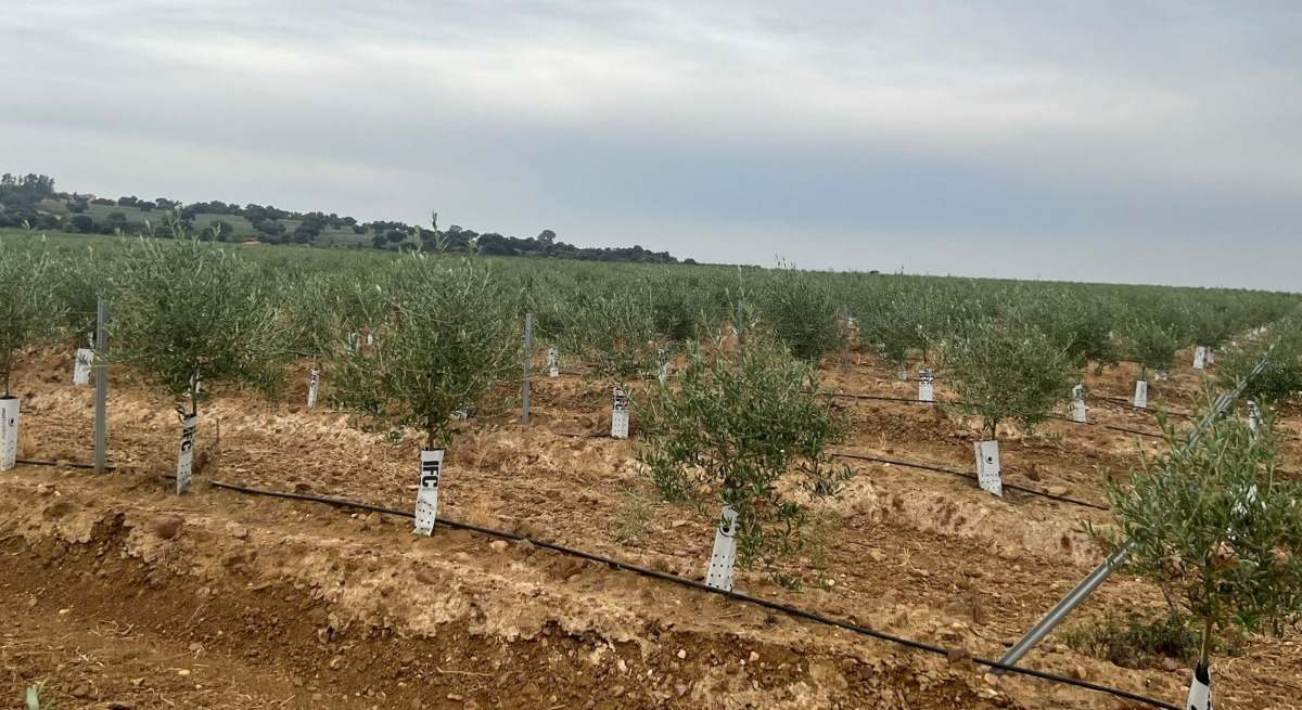 Cultvo del olivar