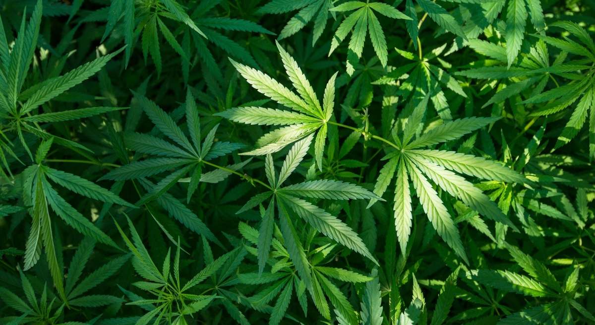 Plantas de marihuana