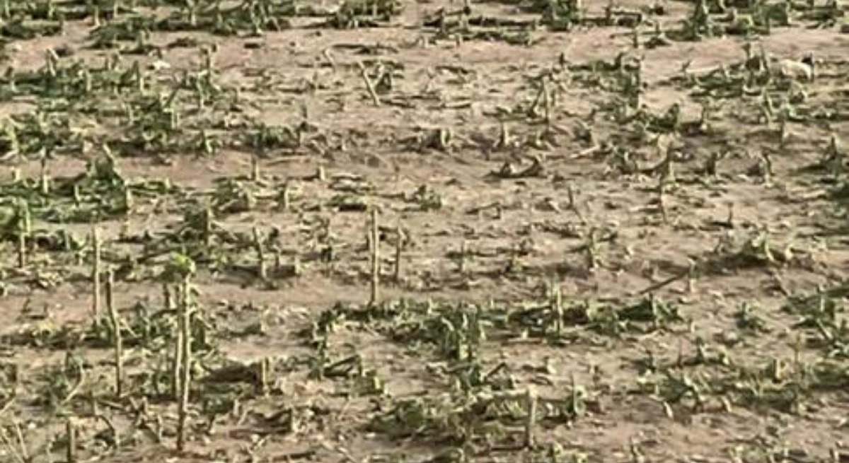 tormetas aragon daños campo