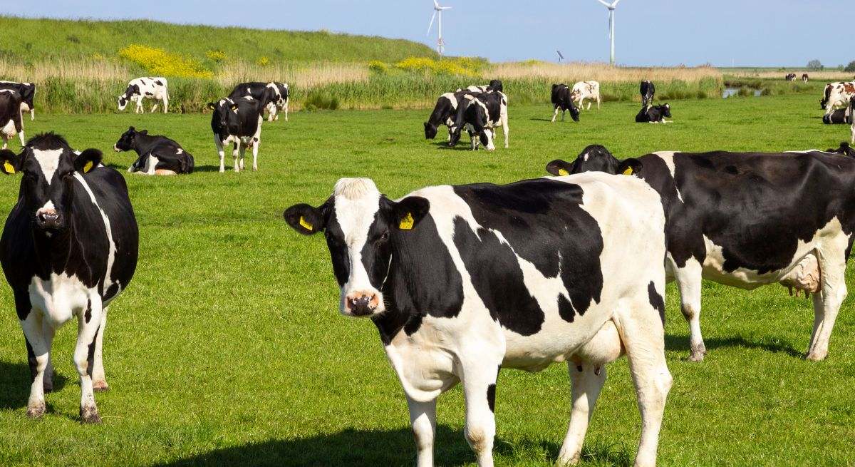 Vacas, animales