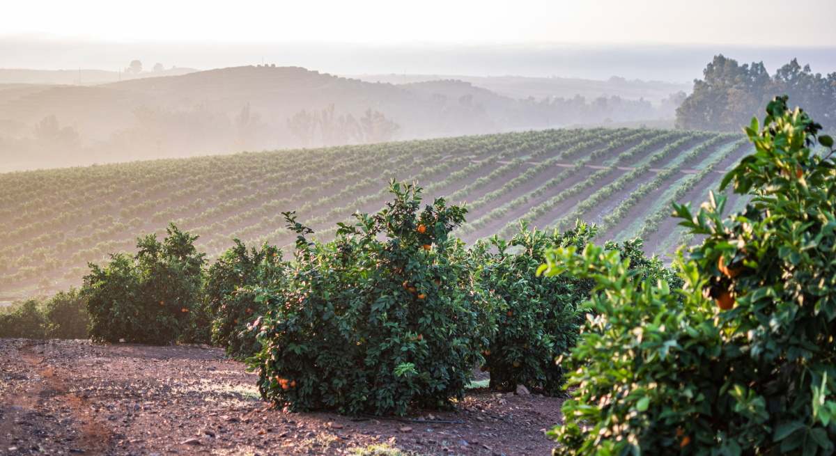 Iberian Premium Fruits