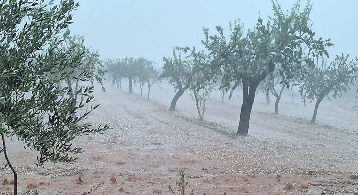 Campo de olivos afectado por la DANA en Valencia