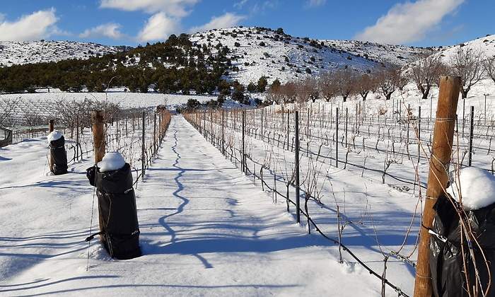 vinedo-alto-de-inazares-nieve-II-1200x655.jpg
