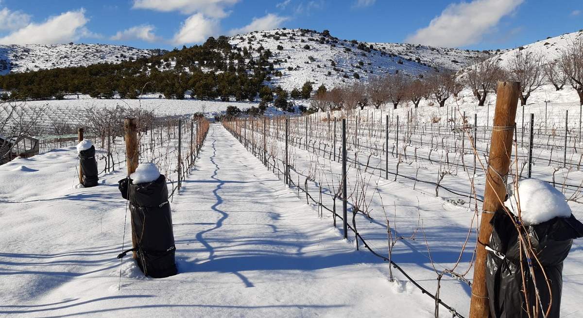 vinedo-alto-de-inazares-nieve-II-1200x655.jpg