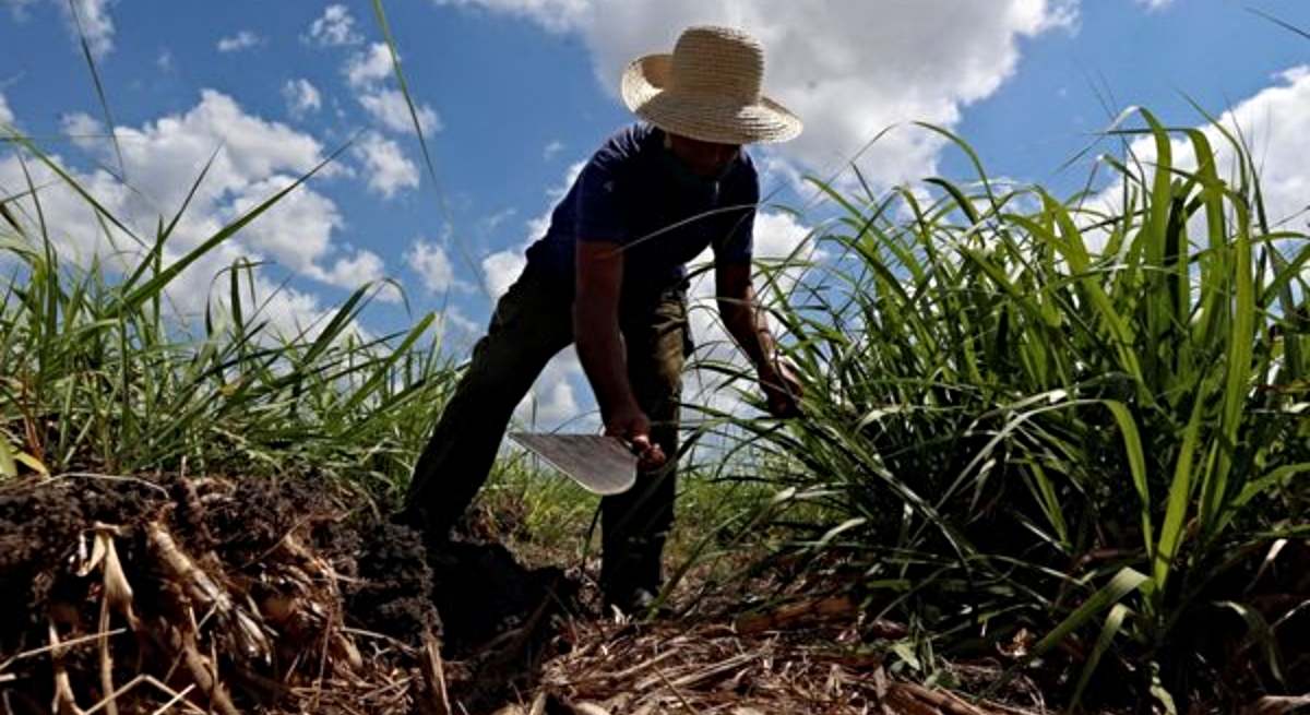 Una plantación de caña de azúcar