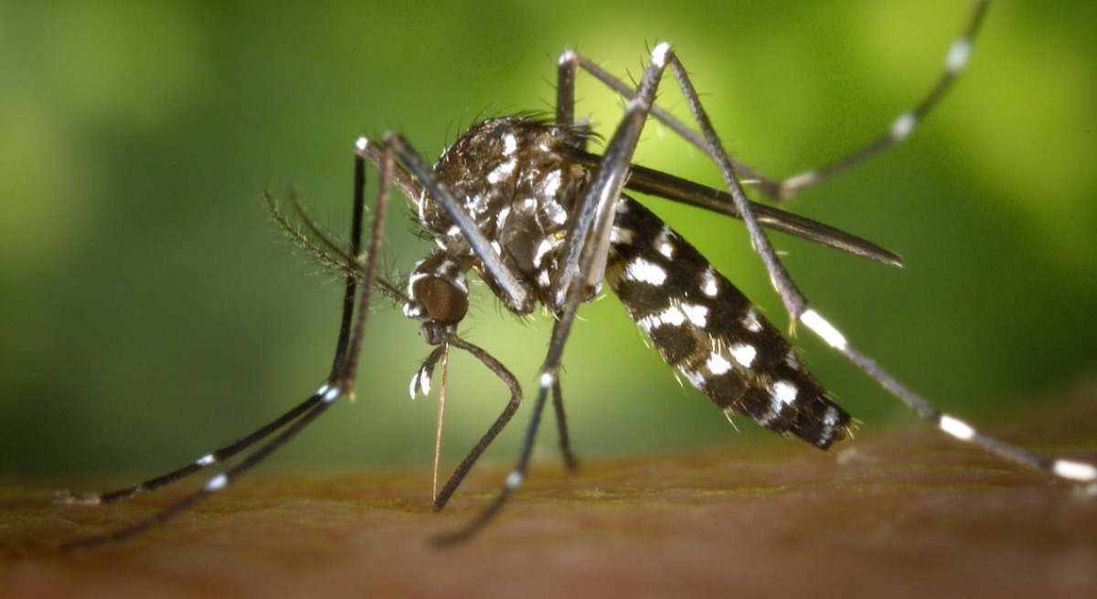 Mosquito tigre.