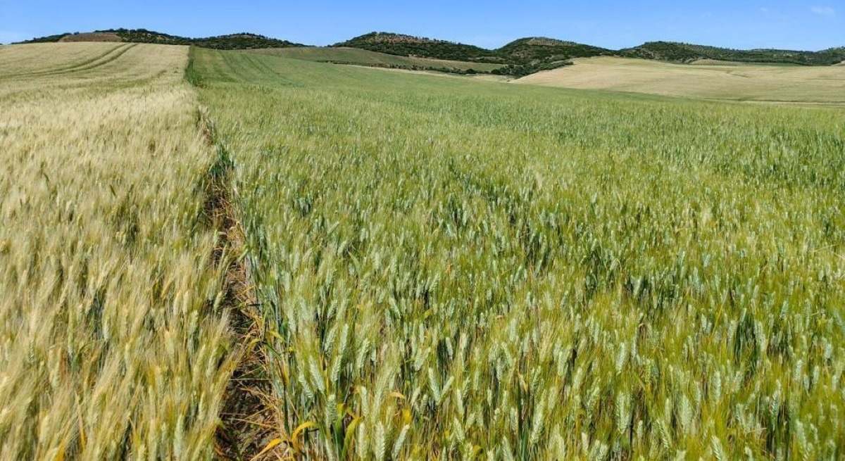Campo de ensayo de Agrobarcenilla para potenciar la resistencia del trigo ante la sequia con microorganismos