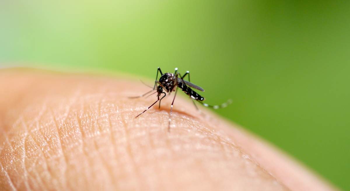 mosquitos-picadura.jpg