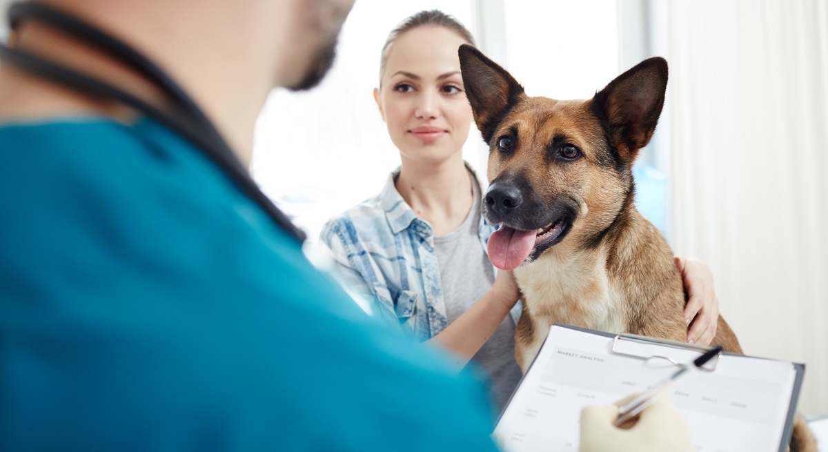 perro-veterinario.jpg