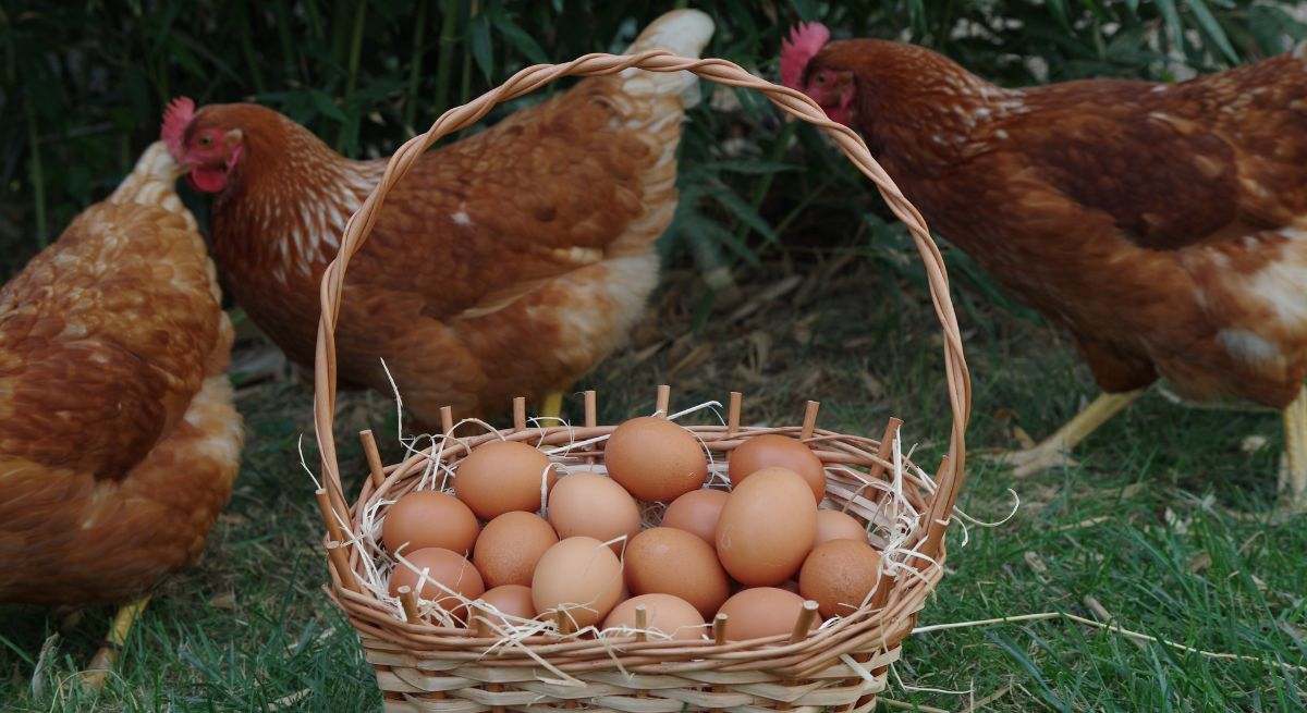 La OCU investiga un posible fraude con el peso de los huevos de gallina XL: esto es lo que dice su estudio
