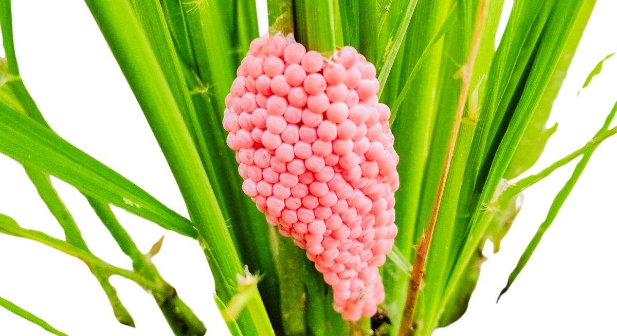 Huevos rosas