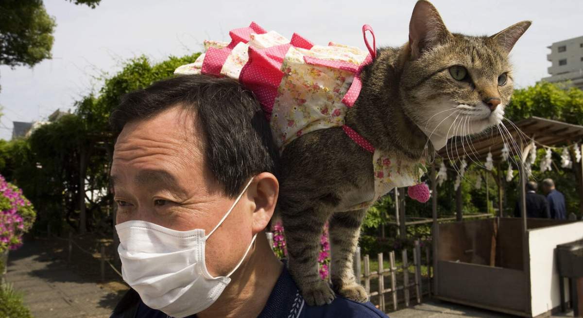 gato-japon-alamy.jpg