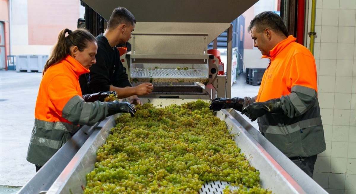 Trabajadores de la Bodega Cuatro Rayas, en la DO Rueda